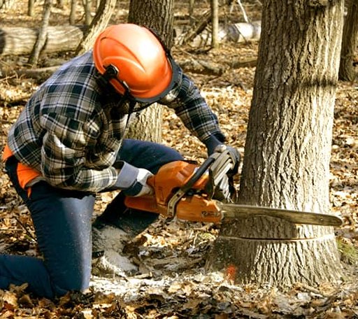 Tree Removal in Ivor, VA